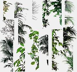 室內植物盆栽圖片