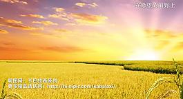 田野圖片