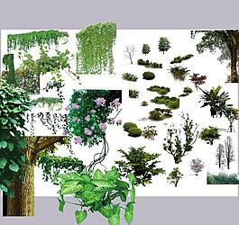 植物绿叶藤萝图片
