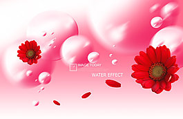 紅色菊花和粉色水滴