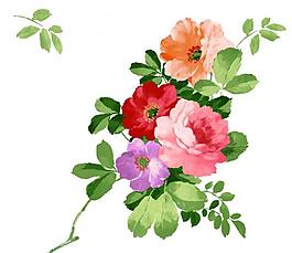 花卉圖片