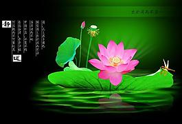 荷花圖片