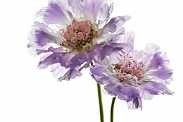 山蘿卜花