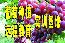 葡萄種植宣傳牌