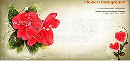 花卉插畫圖片