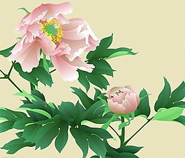花卉寫實插畫—牡丹圖片