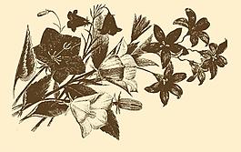 植物裝飾畫(huà)圖片