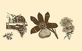 植物裝飾畫(huà)圖片
