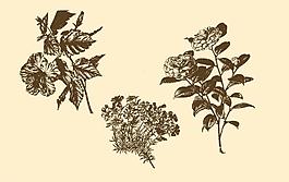 植物裝飾畫圖片
