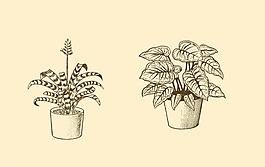 植物裝飾畫圖片