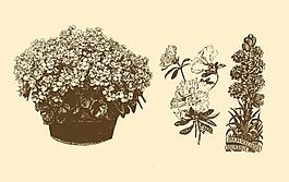 植物裝飾畫(huà)圖片