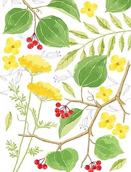 綠野仙花圖片