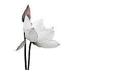 荷花5