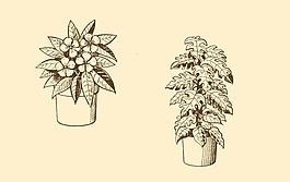 植物裝飾畫圖片
