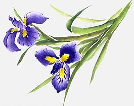 百合花圖片