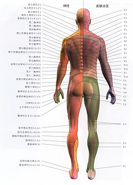 人體神經