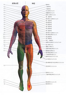 人體神經
