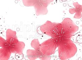花卉插畫圖片