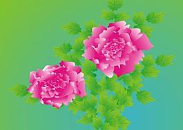 牡丹花图片