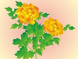 牡丹花图片