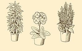 植物裝飾畫圖片