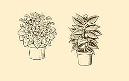 植物裝飾畫圖片
