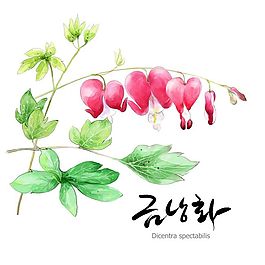 蝴蝶花