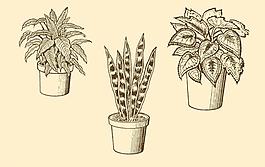 植物裝飾畫圖片