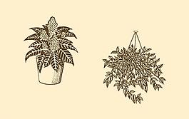 植物裝飾畫圖片