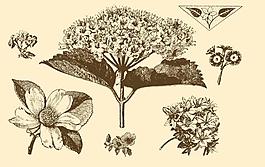 植物裝飾畫(huà)圖片