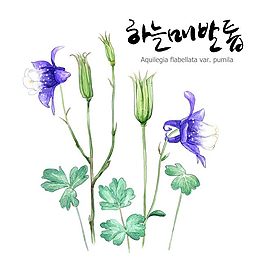 藍(lán)花