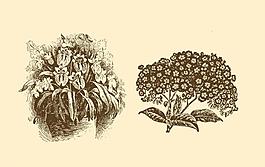 植物裝飾畫(huà)圖片
