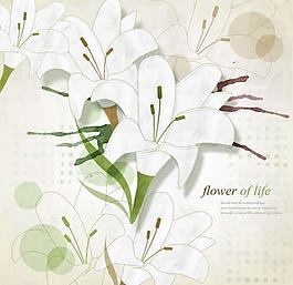 百合花圖片