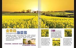 油菜花畫冊(cè)圖片