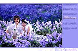 熏衣草圖片
