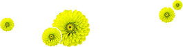 雛菊