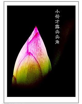 荷花圖片