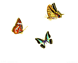 蝴蝶
