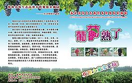 葡萄園采摘封皮圖片