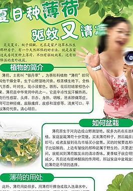 夏日薄荷宣傳冊圖片