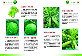 蔬菜畫冊圖片