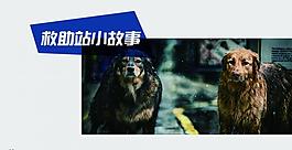 關(guān)愛流浪狗畫冊圖片