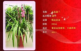 大花惠蘭圖片