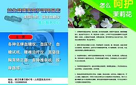 家庭護理產品 呵護茉莉花傳單圖片