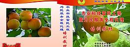 滿城縣農(nóng)村水果全程代理圖片