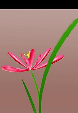 蘭花圖片