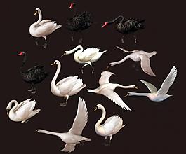 漂亮的天鵝圖片