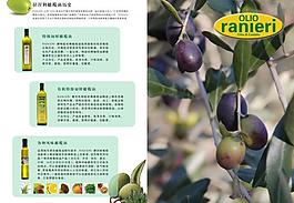 橄欖油單頁圖片