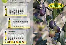 橄欖油單頁圖片