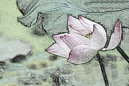 荷花
